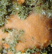 Image result for Microcionidae. Size: 179 x 185. Source: www.inaturalist.org