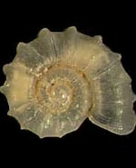 Afbeeldingsresultaten voor Skeneidae Superfamilie. Grootte: 150 x 150. Bron: seashellsofnsw.org.au