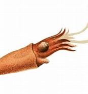 Afbeeldingsresultaten voor Bathyteuthidae. Grootte: 173 x 185. Bron: www.inaturalist.org