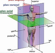 Fint Anatomie के लिए छवि परिणाम. आकार: 194 x 185. स्रोत: www.aquaportail.com