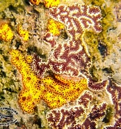 Image result for Styelidae. Size: 174 x 185. Source: www.chaloklum-diving.com