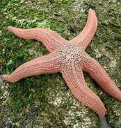 Image result for Stichaster striatus Class. Size: 174 x 185. Source: www.flickr.com