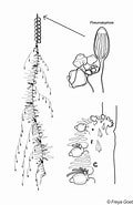 Afbeeldingsresultaten voor Nanomia bijuga Familie. Grootte: 120 x 185. Bron: sio-legacy.ucsd.edu
