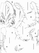 Afbeeldingsresultaten voor "vaunthompsonia Cristata". Grootte: 138 x 185. Bron: www.researchgate.net