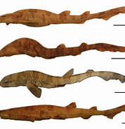 Afbeeldingsresultaten voor "scyliorhinus Boa". Grootte: 178 x 185. Bron: www.researchgate.net