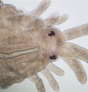 Image result for "procerastea Halleziana". Size: 176 x 185. Source: www.aphotomarine.com