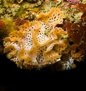 Afbeeldingsresultaten voor Bryozoa. Grootte: 175 x 185. Bron: www.realmonstrosities.com
