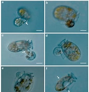 Afbeeldingsresultaten voor "dinophysis Acuminata". Grootte: 178 x 185. Bron: www.researchgate.net