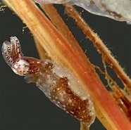 Image result for Idiosepiidae. Size: 186 x 185. Source: novataxa.blogspot.com