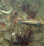 Image result for Pomadasys striatus. Size: 176 x 185. Source: www.gbif.org