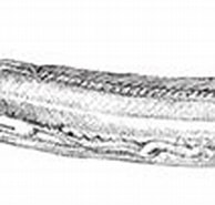 Afbeeldingsresultaten voor "sciadonus Galatheae". Grootte: 194 x 74. Bron: fishillust.com