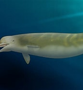 Afbeeldingsresultaten voor "hyperoodon Planifrons". Grootte: 172 x 185. Bron: alchetron.com