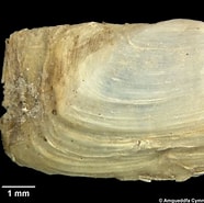 Image result for "sphenia Binghami". Size: 186 x 185. Source: naturalhistory.museumwales.ac.uk