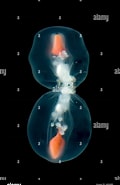 Image result for Calycopsis Onderorde. Size: 120 x 185. Source: www.alamy.com
