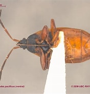 Afbeeldingsresultaten voor "archiconchoecia Gastrodes". Grootte: 176 x 185. Bron: www.zoology.ubc.ca
