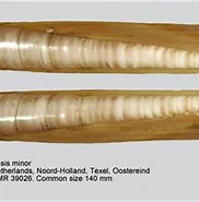 Image result for Pharidae Habitat. Size: 182 x 176. Source: alchetron.com
