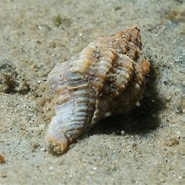 Image result for Amerikaanse oesterboorder. Size: 185 x 185. Source: waarneming.nl