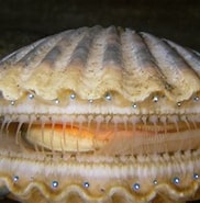 Image result for Pteriomorphia Mollusca. Size: 182 x 181. Source: en.wikipedia.org
