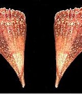 Image result for Pinna carnea Rijk. Size: 161 x 124. Source: nl.wikipedia.org
