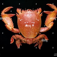 Image result for Ranina Ranina Spanner Crab. Size: 186 x 185. Source: www.alamy.com
