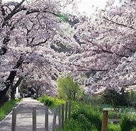京都の桂川から見る桜 に対する画像結果.サイズ: 192 x 185。ソース: www.youtube.com