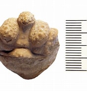 Afbeeldingsresultaten voor "phymodius Monticulosus". Grootte: 176 x 185. Bron: fossiilid.info