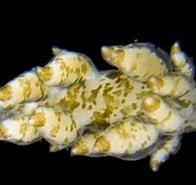 Image result for "eubranchus Exiguus". Size: 196 x 185. Source: www.gastropods.com