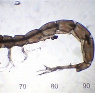 Afbeeldingsresultaten voor Iphinoe trispinosa Anatomie. Grootte: 190 x 185. Bron: www.aphotomarine.com
