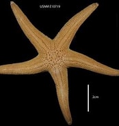 Image result for Stichaster striatus Class. Size: 174 x 185. Source: www.marinespecies.org