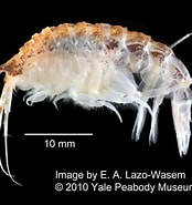 Image result for Oedicerotidae. Size: 174 x 185. Source: www.marinespecies.org