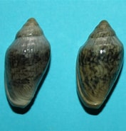 Image result for Marginella Huberti. Size: 177 x 185. Source: www.forumcoquillages.com
