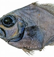 Afbeeldingsresultaten voor "allocyttus Verrucosus". Grootte: 174 x 185. Bron: fishesofaustralia.net.au