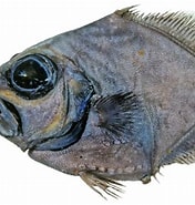 Image result for "allocyttus Verrucosus". Size: 176 x 185. Source: fishesofaustralia.net.au