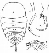 Image result for "copilia Mirabilis". Size: 172 x 185. Source: copepodes.obs-banyuls.fr