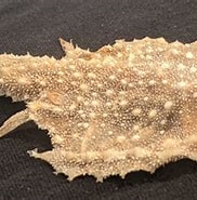 Image result for Dibranchus atlanticus Superklasse. Size: 182 x 154. Source: www.reddit.com