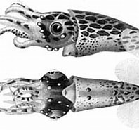 Image result for "pterygioteuthis Giardi". Size: 197 x 151. Source: tolweb.org