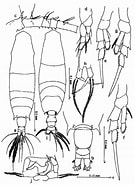 Afbeeldingsresultaten voor Acartia Odontacartia. Grootte: 135 x 185. Bron: copepodes.obs-banyuls.fr