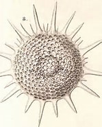 Image result for "heliodiscus Asteriscus". Size: 149 x 178. Source: www.radiolaria.org