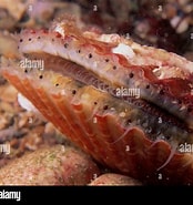 Image result for "chlamys Varia". Size: 174 x 185. Source: www.alamy.com