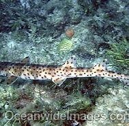 Image result for Aulohalaelurus labiosus. Size: 189 x 185. Source: www.oceanwideimages.com