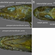 Afbeeldingsresultaten voor Lycenchelys crotalinus. Grootte: 185 x 185. Bron: fishbiosystem.ru