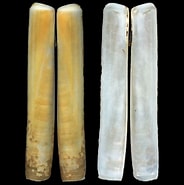Image result for Solenidae. Size: 184 x 185. Source: www.idscaro.net