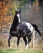 Image result for Morgan County, Colorado Colorado Ranger Horse Stallions At Stud. Size: 149 x 185. Source: www.mammalage.com