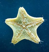 Image result for Asterinidae. Size: 175 x 185. Source: www.monaconatureencyclopedia.com