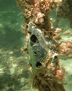 Image result for "lissodendoryx Isodictyalis". Size: 148 x 185. Source: spongeguide.uncw.edu