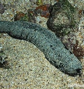 Image result for Holothuria Olivacea. Size: 174 x 185. Source: reeflifesurvey.com