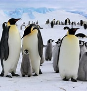 Afbeeldingsresultaten voor Arctapodema Antarctica familie. Grootte: 176 x 185. Bron: www.futura-sciences.com