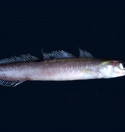 Afbeeldingsresultaten voor Ammodytidae. Grootte: 176 x 185. Bron: fishesofaustralia.net.au