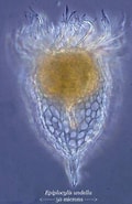 Image result for "Epiplocylis undella". Size: 120 x 185. Source: www.pinterest.com