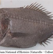 Afbeeldingsresultaten voor "hoplostethus Cadenati". Grootte: 180 x 159. Bron: www.fishbiosystem.ru